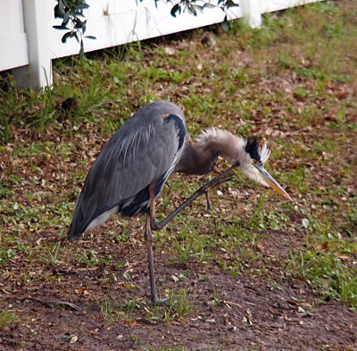 [A heron stands on one leg with its head forward and the other foot in the air with one toe scratching under its chin.]